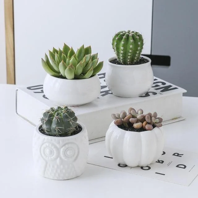 1-Set-Ceramic-Owl-Garden-Pots-Modern-Pumpkin-Flowerpot-Nursery-Succulent-Plant-Pot-3-Bonsai-Planters_967172c2-74e4-4d8f-b50e-6eafff19fde2 1 Set Ceramic Owl Garden Pots Modern Pumpkin Flowerpot Nursery Succulent Plant Pot 3 Bonsai Planters 967172c2 74e4 4d8f B50e 6eafff19fde2