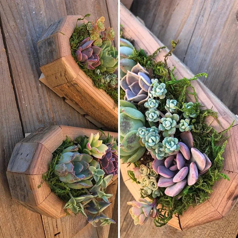 Animal_Succulent_Garden_Arrangement_-_-_tag1_-4135129 Animal Succulent Garden Arrangement - - #tag1#