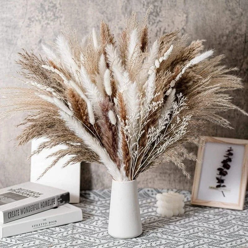 Apollonia Plant -