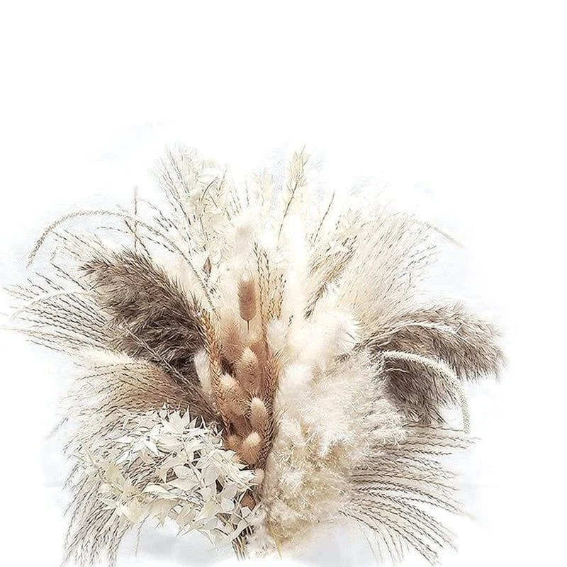 Apollonia_Plant_-_-4126767 Apollonia Plant -