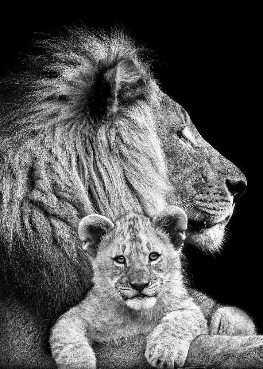 Armour Lion Canvas -  - #tag1#