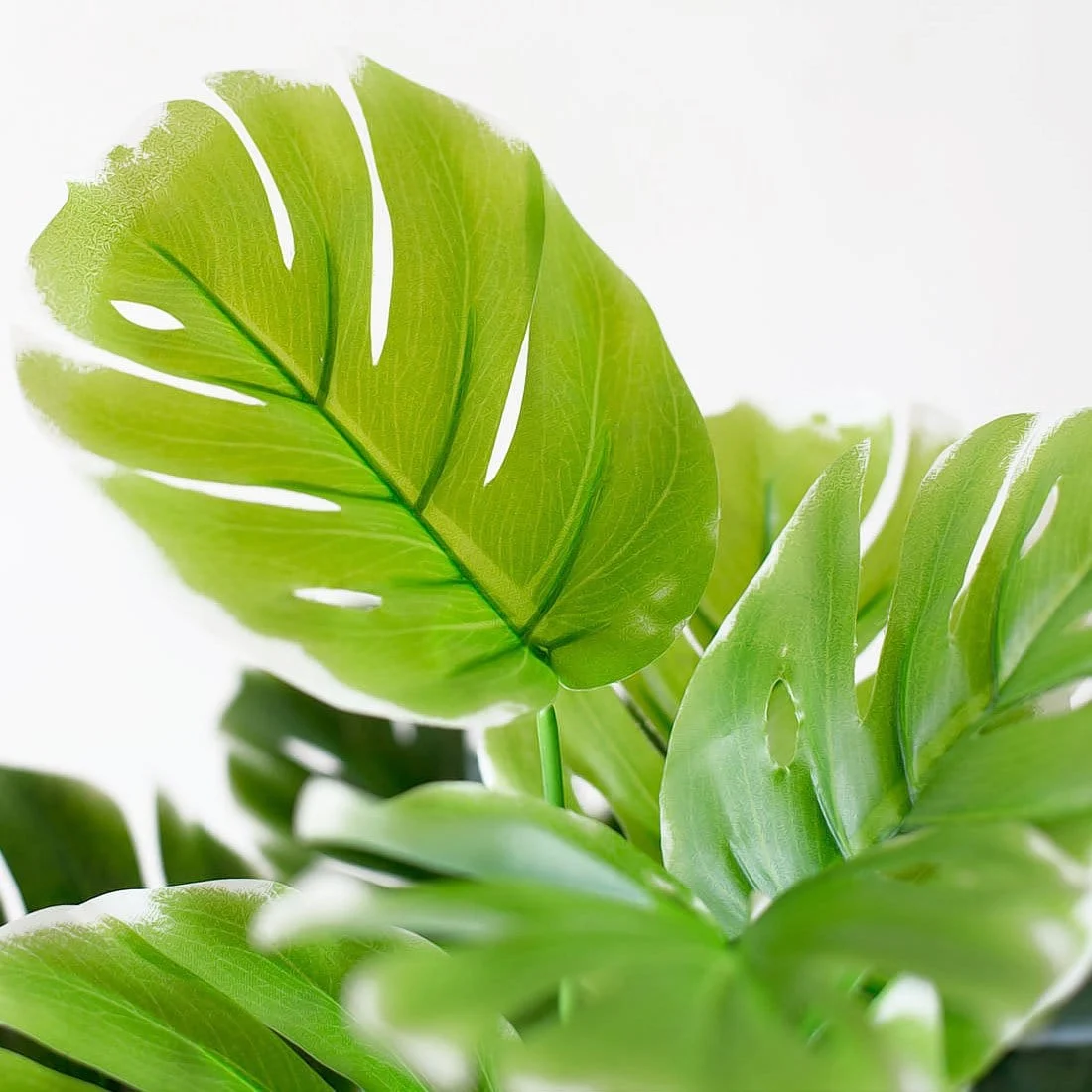 Artificial-Plants-Green-Turtle-Leaves-Garden-Home-decor-1-Bouquet-Mexican-Autumn-Decoration-artificial-grass-plant_43994502-ab04-4569-977d-88ed7272dee0 Artificial Plants Green Turtle Leaves Garden Home Decor 1 Bouquet Mexican Autumn Decoration Artificial Grass Plant 43994502 Ab04 4569 977d 88ed7272dee0