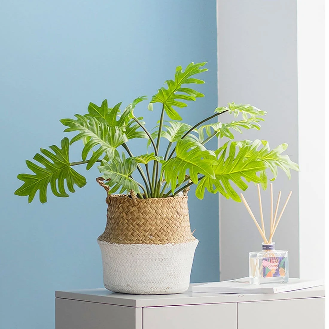 Artificial-Plants-Green-Turtle-Leaves-Garden-Home-decor-1-Bouquet-Mexican-Autumn-Decoration-artificial-grass-plant_edae56bb-d0df-4ba4-ba54-d72159656d07 Artificial Plants Green Turtle Leaves Garden Home Decor 1 Bouquet Mexican Autumn Decoration Artificial Grass Plant Edae56bb D0df 4ba4 Ba54 D72159656d07