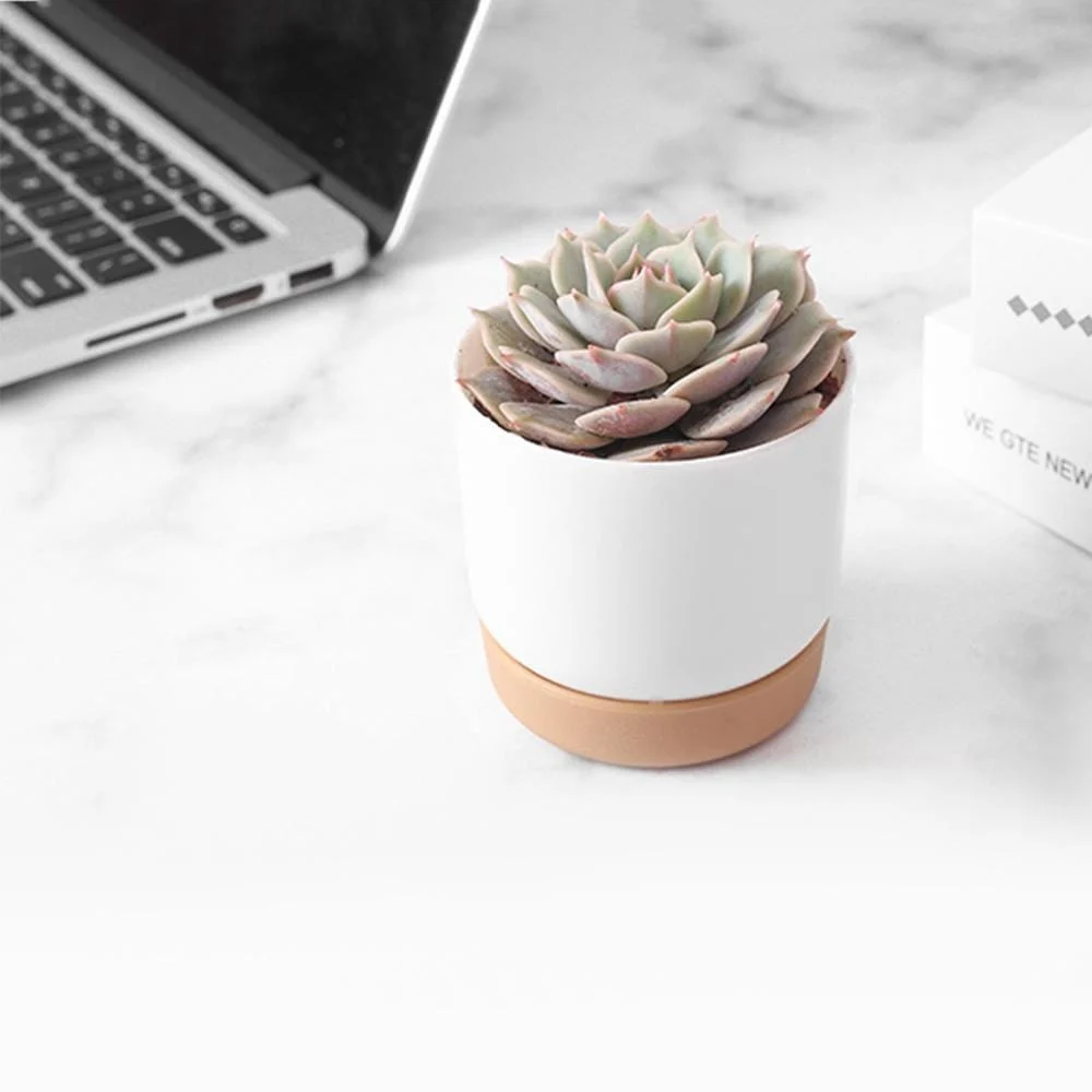 Automatic-Water-Absorbing-Flowerpot-Succulent-Plant-Pot-Double-layer-Flower-Pot-Bonsai-Green-Dill-Small-Tree_01a89e79-1af3-4184-8f16-a4ba38e66f45 Automatic Water Absorbing Flowerpot Succulent Plant Pot Double Layer Flower Pot Bonsai Green Dill Small Tree 01a89e79 1af3 4184 8f16 A4ba38e66f45