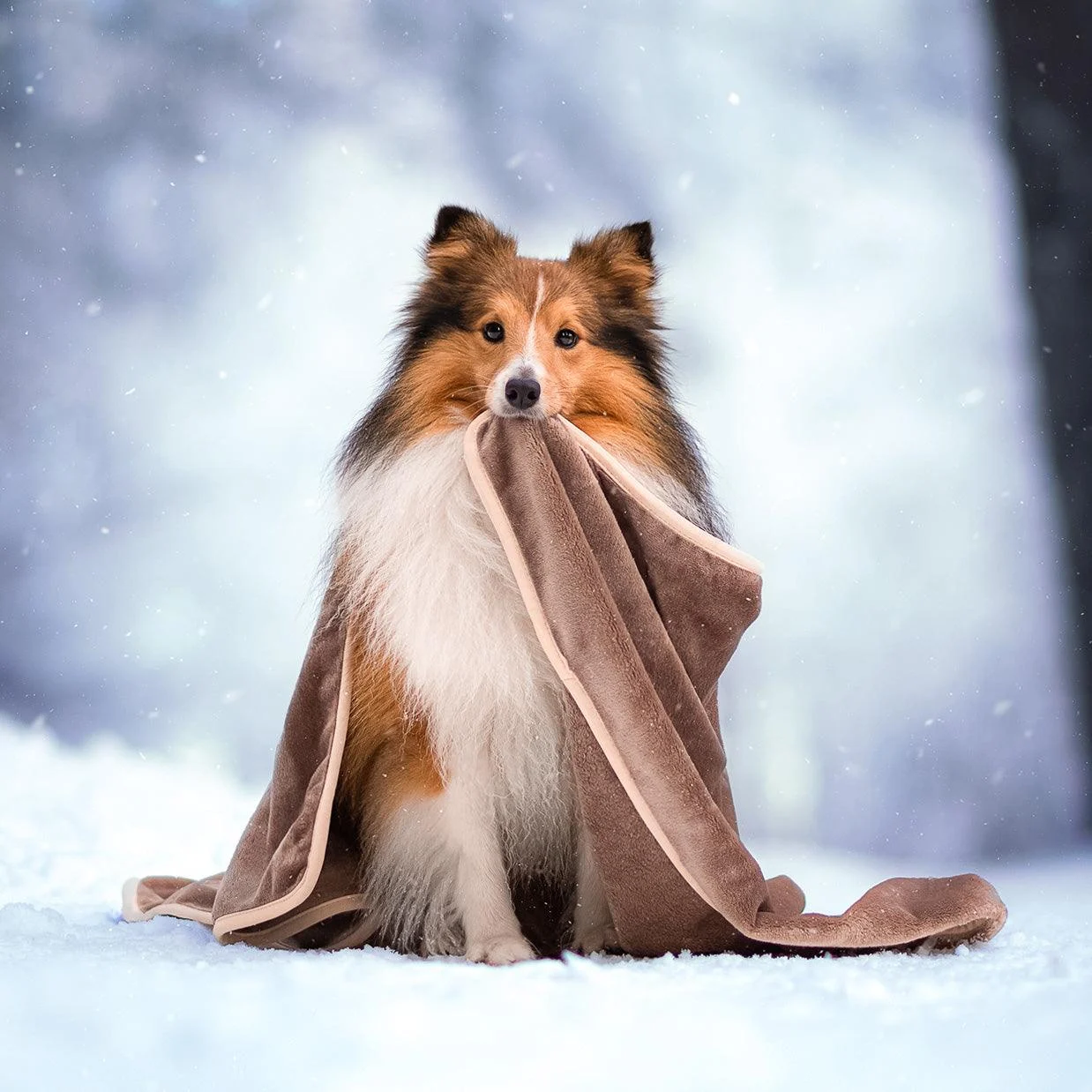 Dog_Blanket_-_CozyBlanket_-_Premium_-_Ultimate_Cuddly_Comfort_-_-_tag1_-4201413 Dog Blanket - CozyBlanket - Premium - Ultimate Cuddly Comfort - - #tag1#