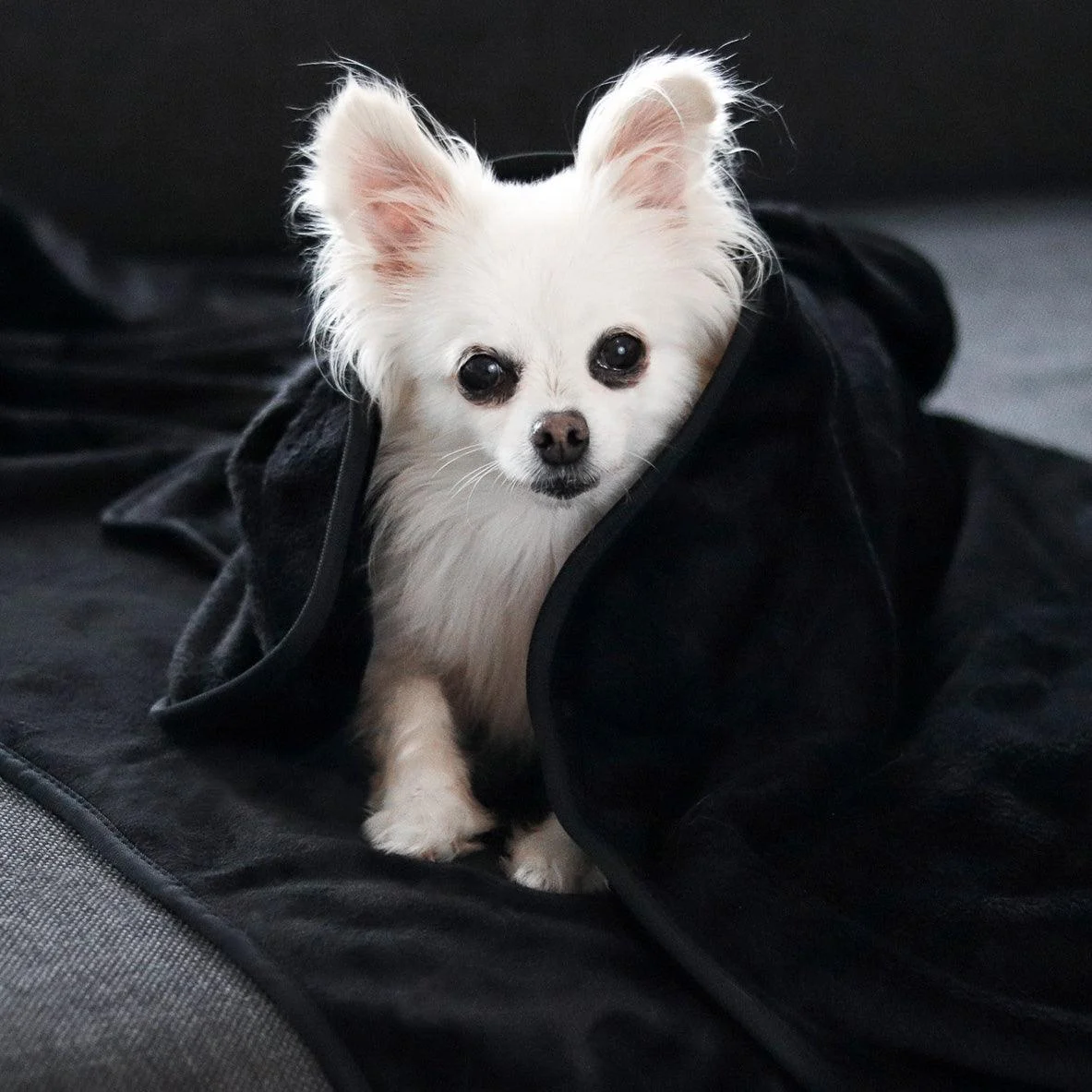 Dog_Blanket_-_CozyBlanket_-_Premium_-_Ultimate_Cuddly_Comfort_-_-_tag1_-4201419 Dog Blanket - CozyBlanket - Premium - Ultimate Cuddly Comfort - - #tag1#