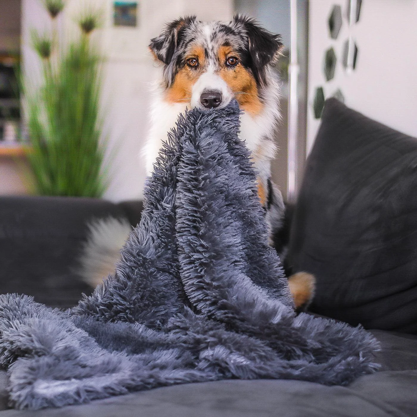 Dog_Blanket_-_CuddleBlanket_-_Premium_-_Stress-Reducing_Comfort_-_-_tag1_-4201439 Dog Blanket - CuddleBlanket - Premium - Stress-Reducing Comfort - - #tag1#