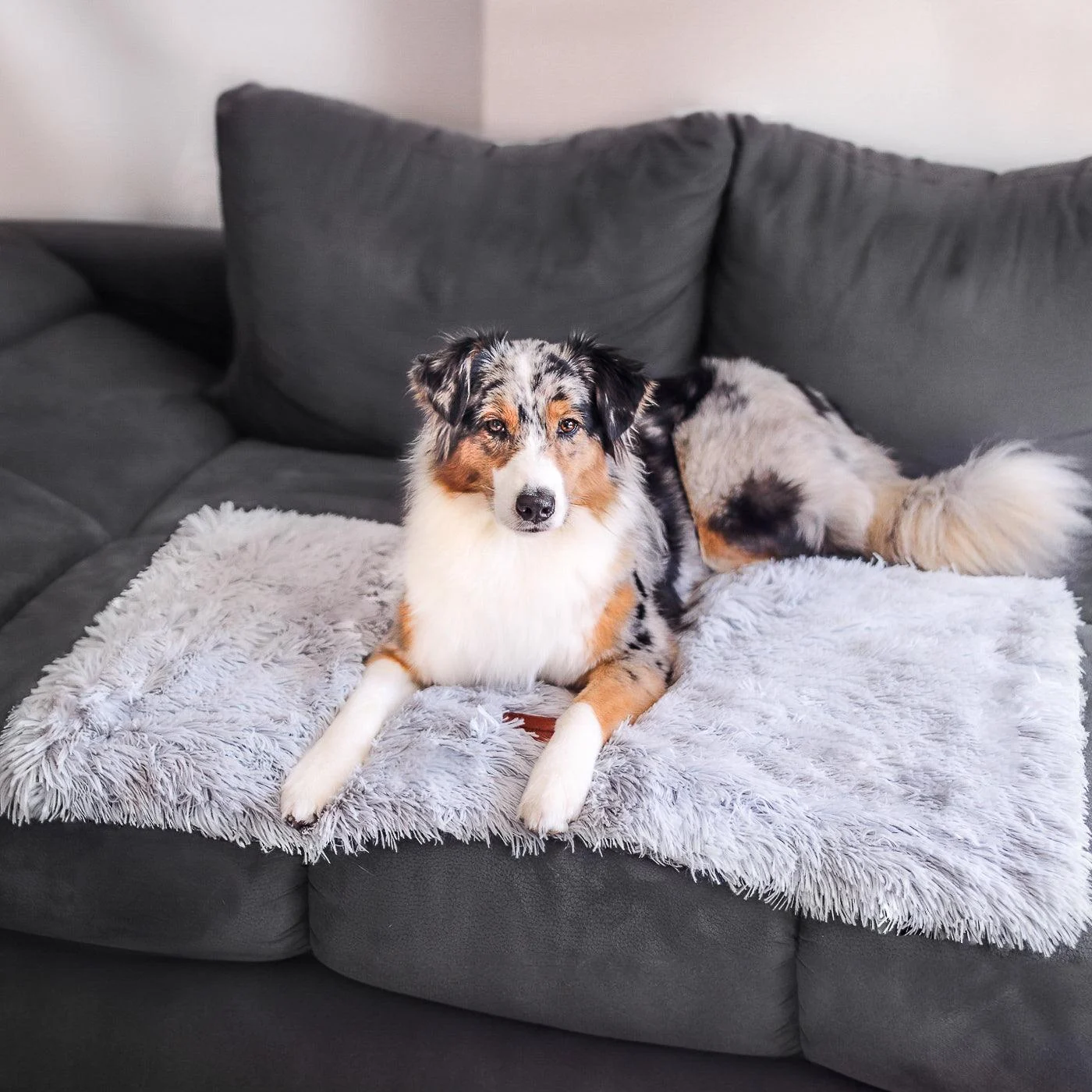 Dog_Blanket_-_CuddleBlanket_-_Premium_-_Stress-Reducing_Comfort_-_-_tag1_-4201444 Dog Blanket - CuddleBlanket - Premium - Stress-Reducing Comfort - - #tag1#
