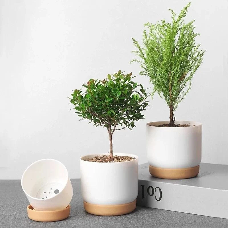 Double_Succulents_Flower_Pots_-_-4180060 Double Succulents Flower Pots -