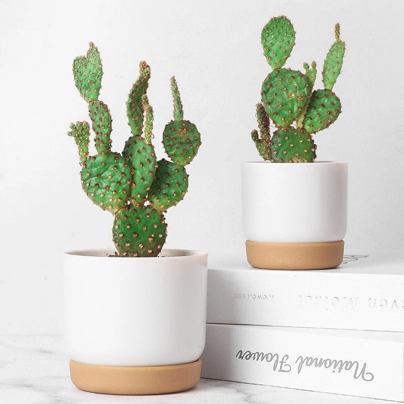 Double_Succulents_Flower_Pots_-_-4180064 Double Succulents Flower Pots -