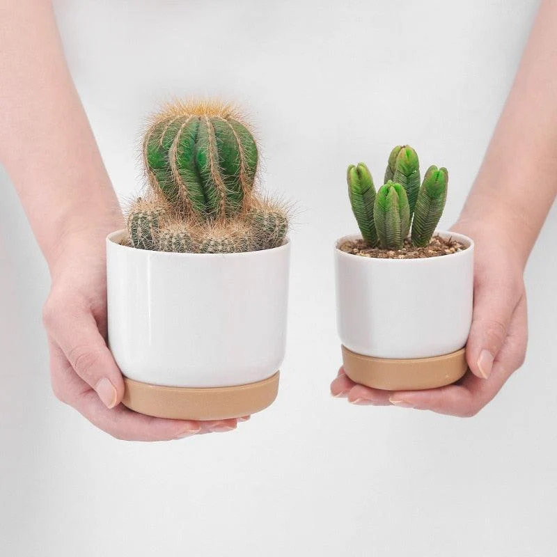 Double_Succulents_Flower_Pots_-_-4180068 Double Succulents Flower Pots -