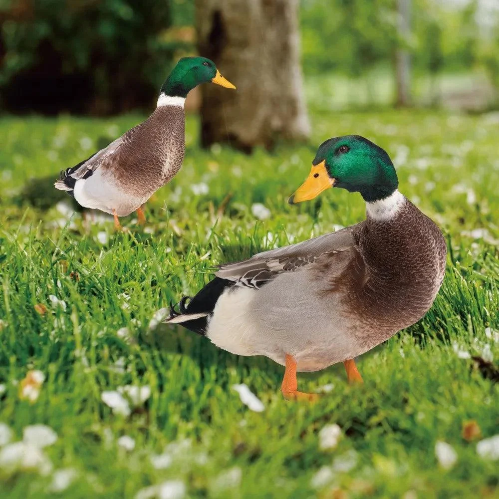Duck_sculpture_Lifelike_duck_for_the_garden_-_-_tag1_-4205410 Duck sculpture | Lifelike duck for the garden - - #tag1#
