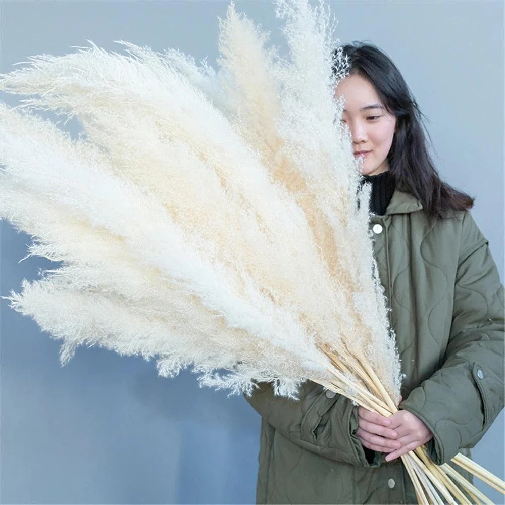 FeatherFawn_-_Pampas_Dried_Flowers_-_-4188239 FeatherFawn - Pampas Dried Flowers -