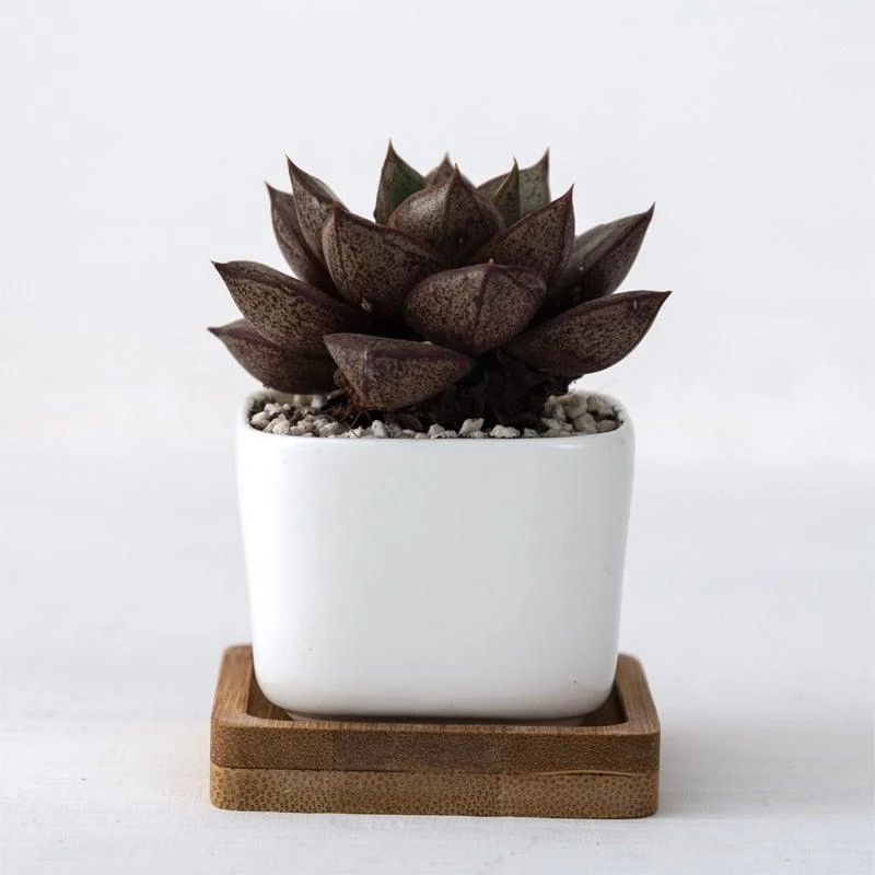 Geometric_Succulent_Planter_2pc_-_-4194183 Geometric Succulent Planter (2pc) -