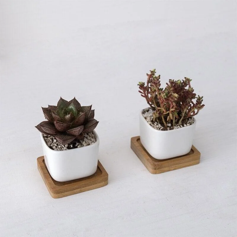 Geometric_Succulent_Planter_2pc_-_-4194187 Geometric Succulent Planter (2pc) -