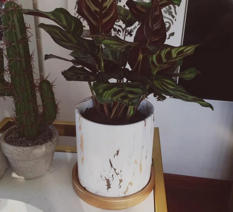 Golden Marble Pattern Succulents Pot Plant Pot With Tray Ceramic Cylindrical Shape Flower Pot Home Christmas 7bdb447e 1a92 4dc7 98c5 A1a627659dbb