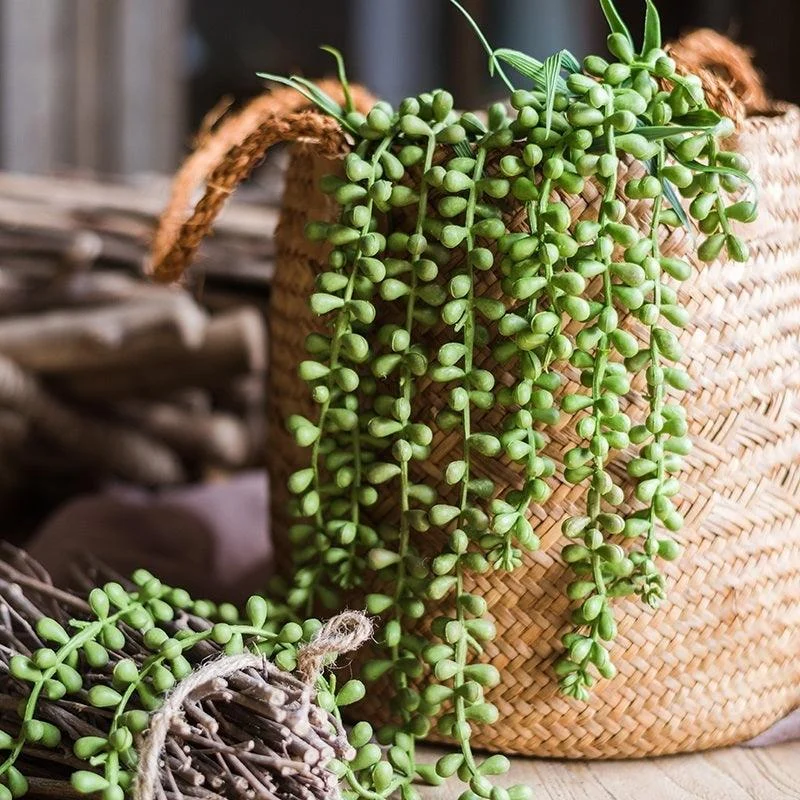 Green Decorative Succulent Plants - Homeko