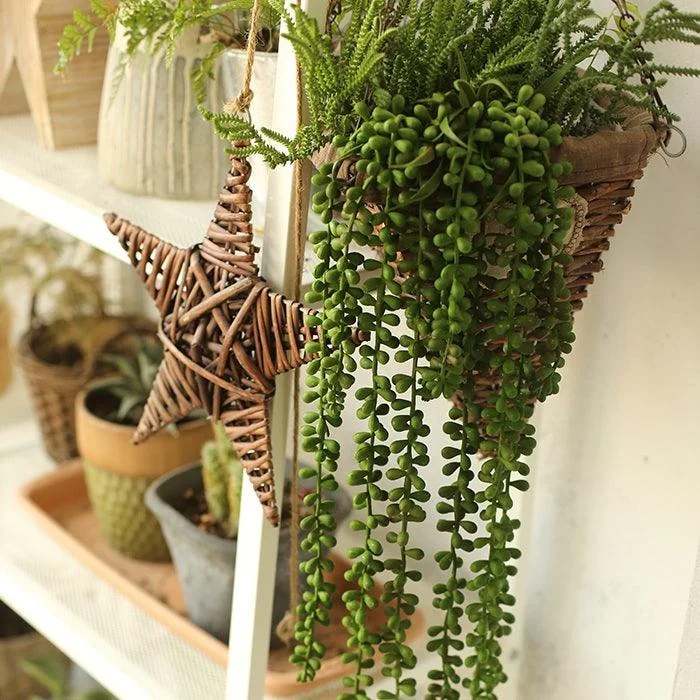 Green Decorative Succulent Plants - Homeko