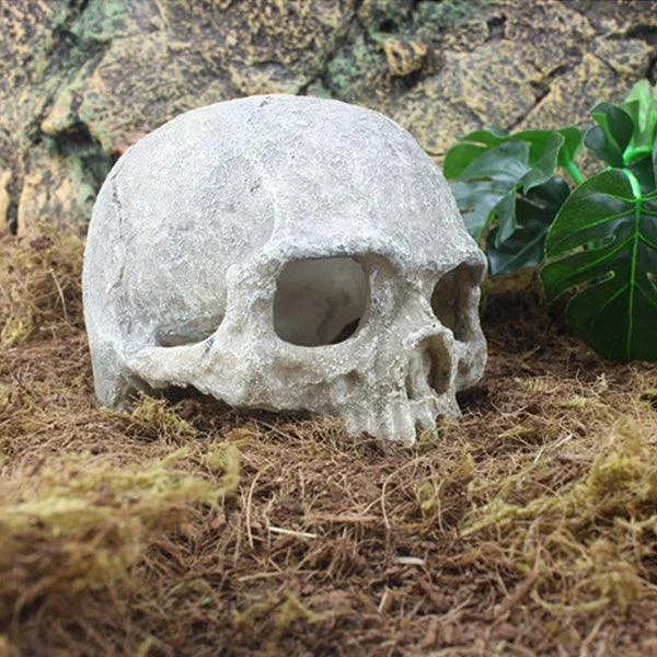HeadBoneSkullOrnament-Homeko2 Head Bone Skull Ornament - Homeko