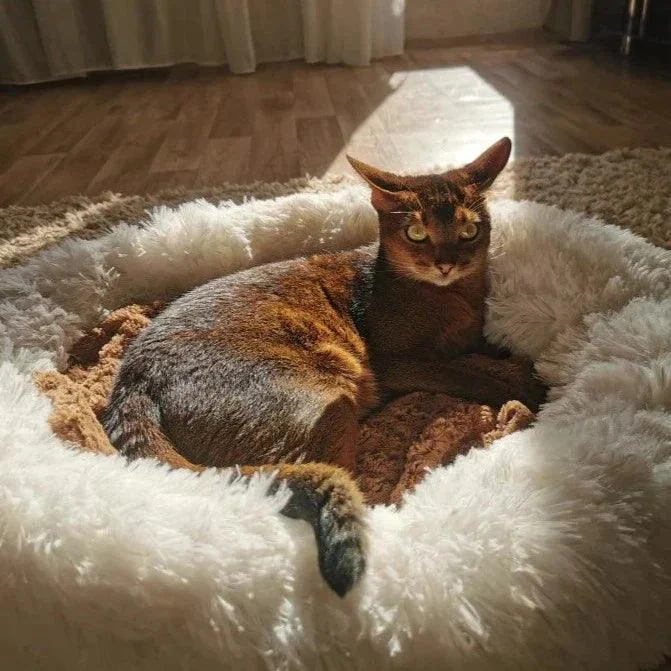 Homeko_Calming_Dog-Cat_Bed_-_-4219595 Homeko Calming Dog/Cat Bed -
