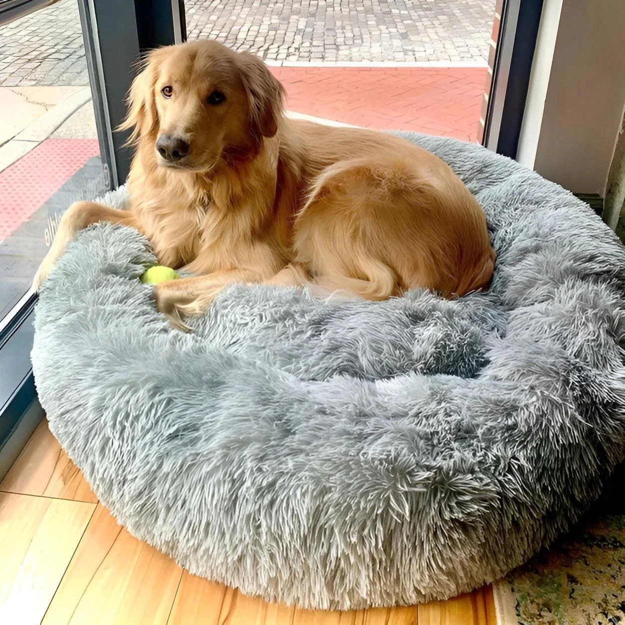 HomoraPawsBed10 Homorapawsbed10