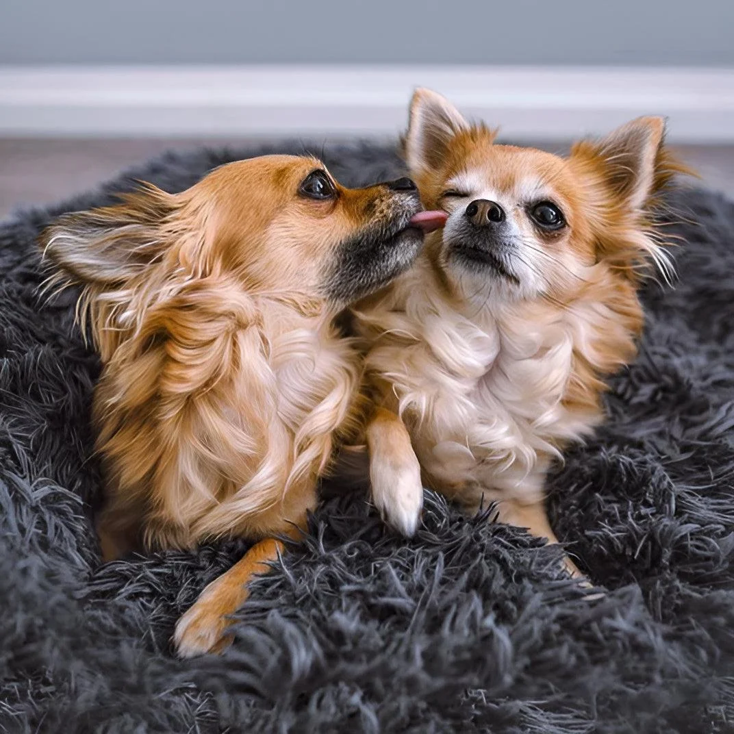 HomoraPawsBed11 Homorapawsbed11