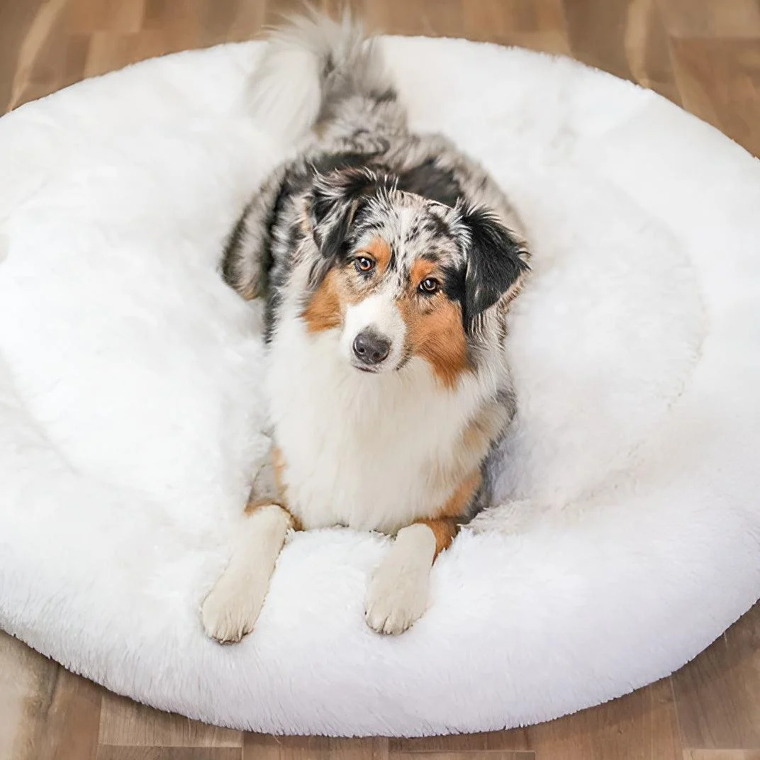 HomoraPawsBed3 Homorapawsbed3
