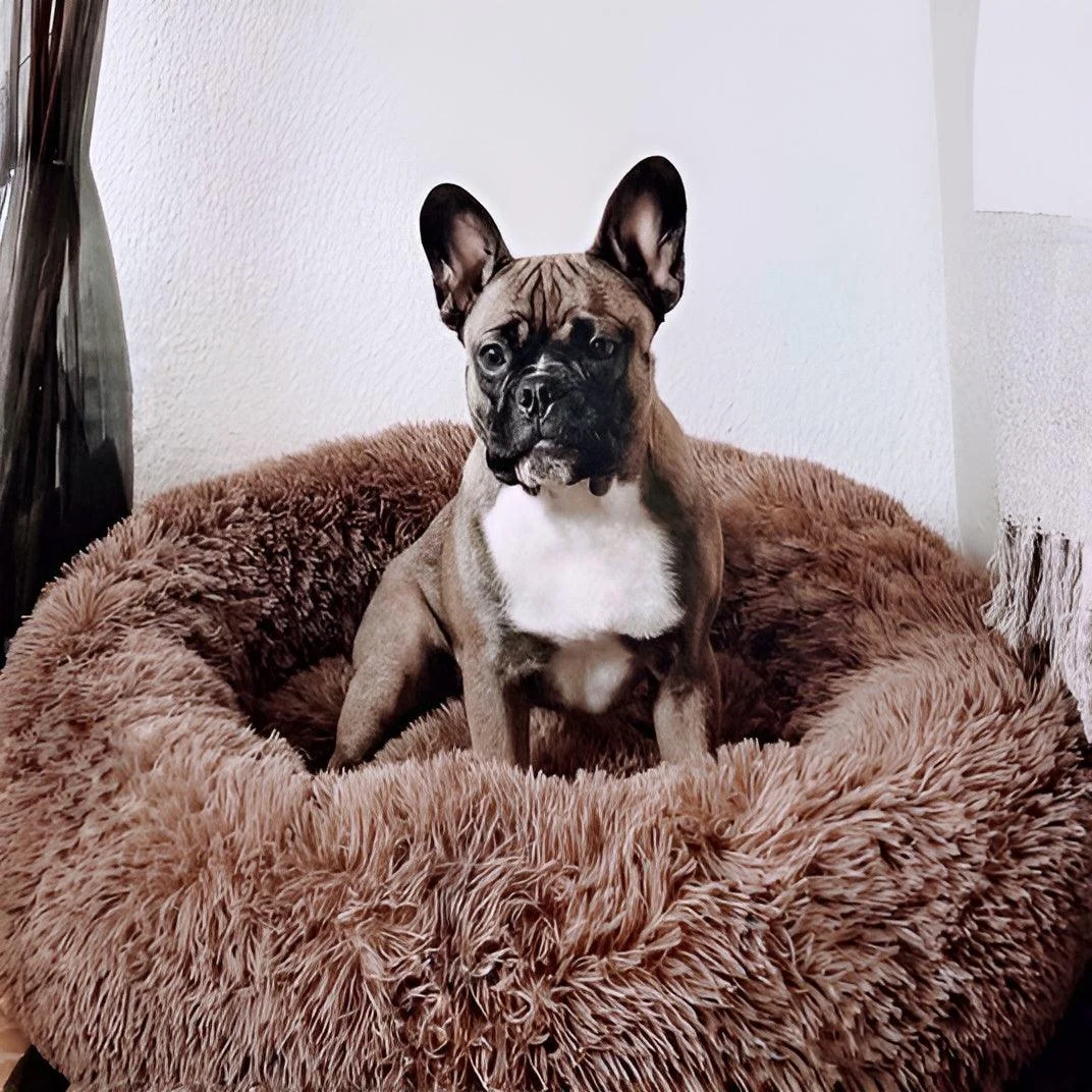 HomoraPawsBed4 Homorapawsbed4
