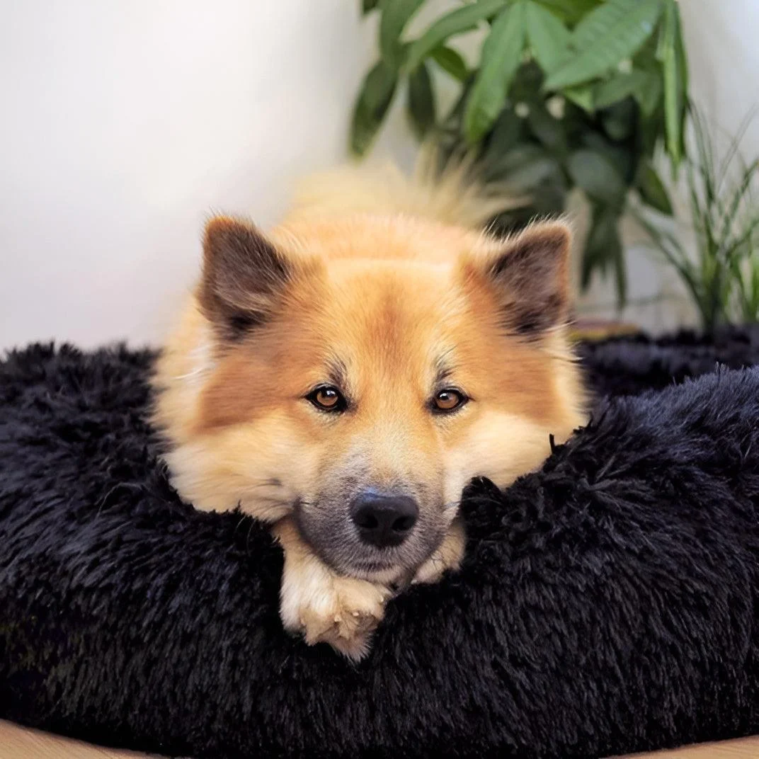 HomoraPawsBed9 Homorapawsbed9