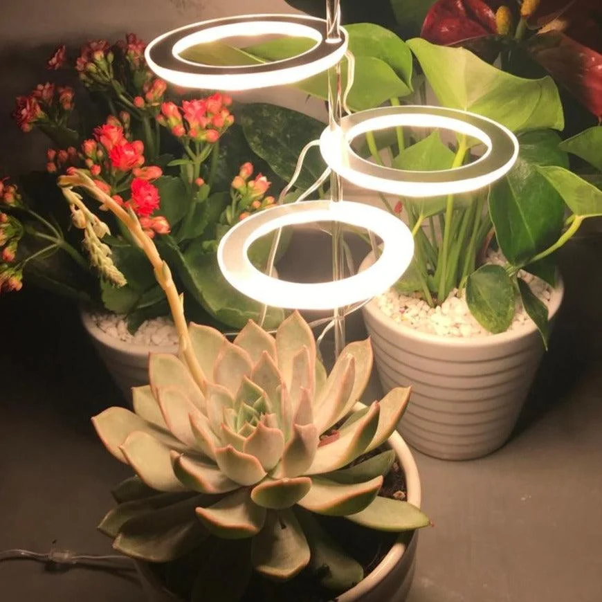 Houseplant Halo -