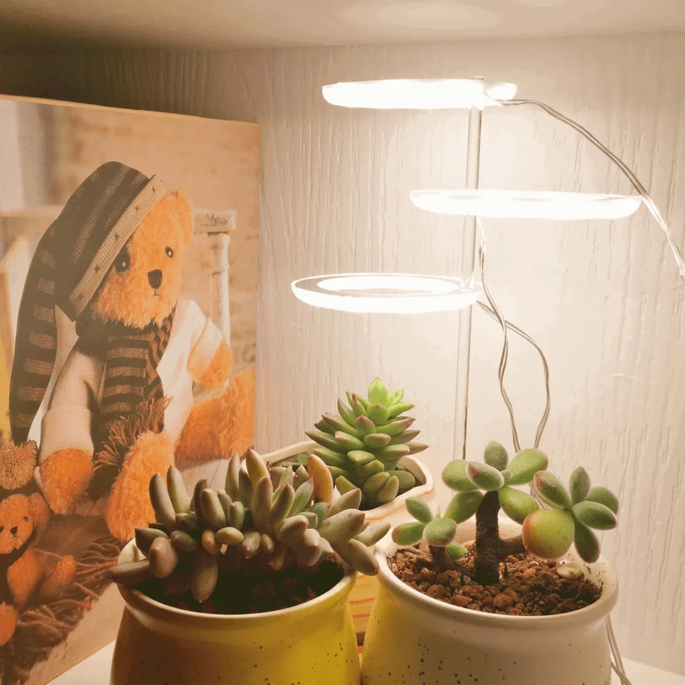 Houseplant Halo -