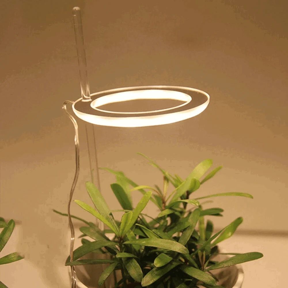 Houseplant Halo -