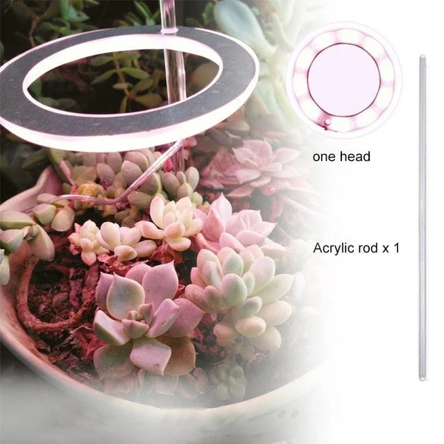 Houseplant Halo -