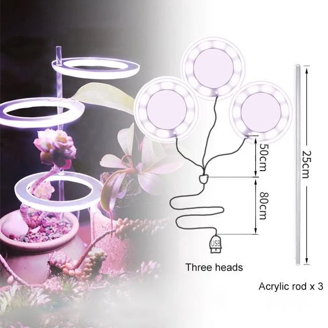 Houseplant Halo -