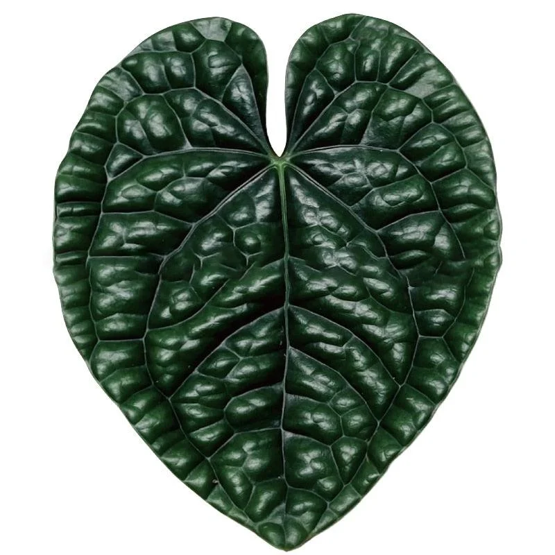 Houseplant_Phone_Socket_-_-4298954 Houseplant Phone Socket -
