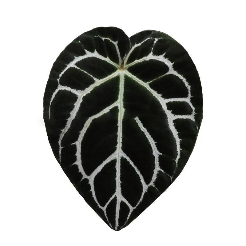 Houseplant_Phone_Socket_-_-4298966 Houseplant Phone Socket -