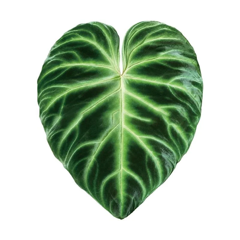 Houseplant_Phone_Socket_-_-4298976 Houseplant Phone Socket -