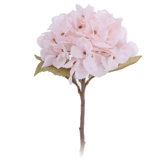 Hydrangea -  - #tag1#