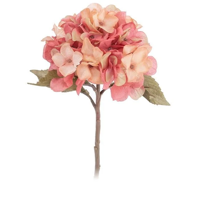 Hydrangea -  - #tag1#