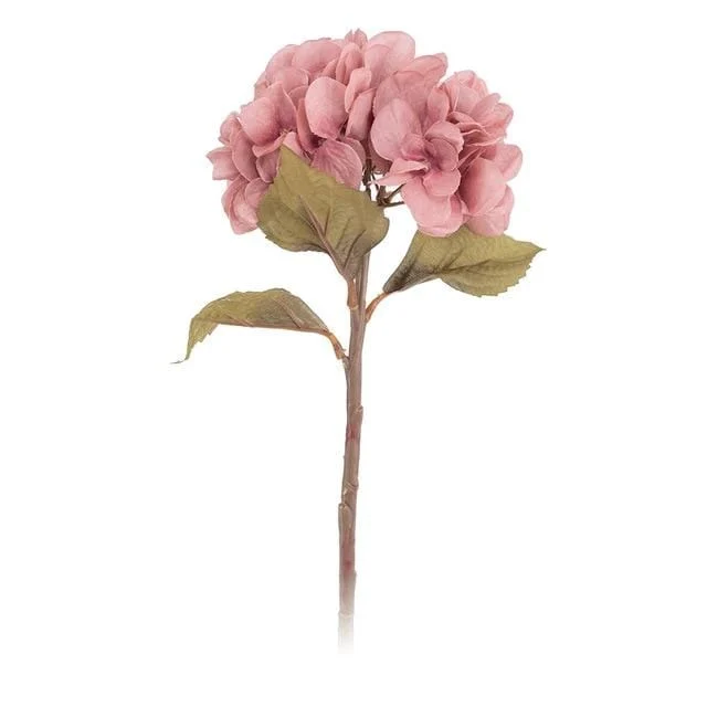 Hydrangea -  - #tag1#