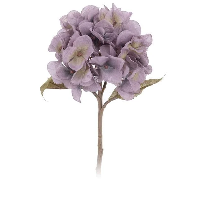 Hydrangea -  - #tag1#