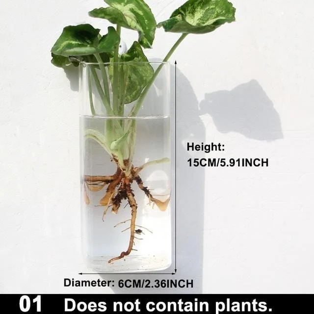 Hydroponic Glass Pot -  - #tag1#
