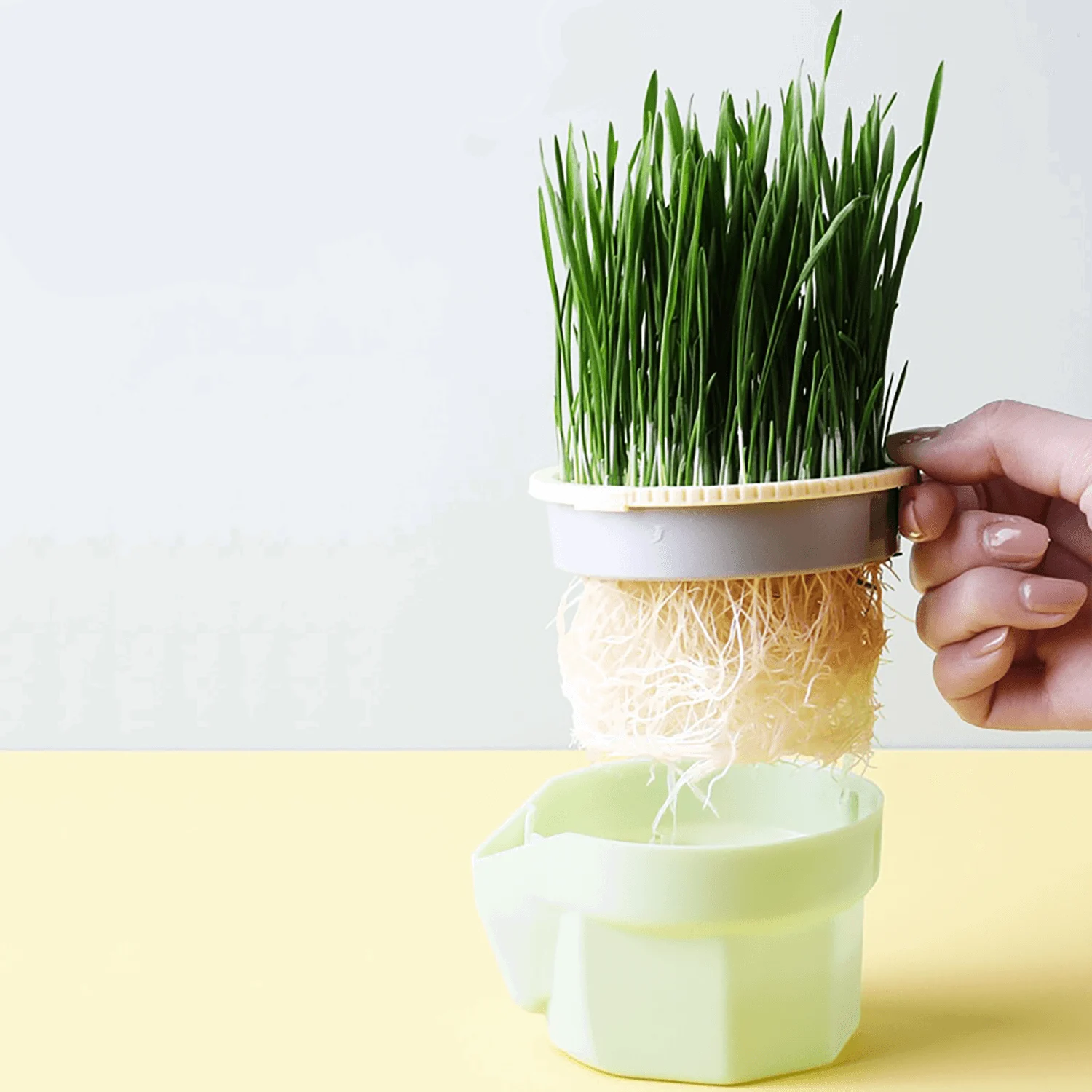 Kitty_Grass_Cup_-_-4312819 Kitty Grass Cup -