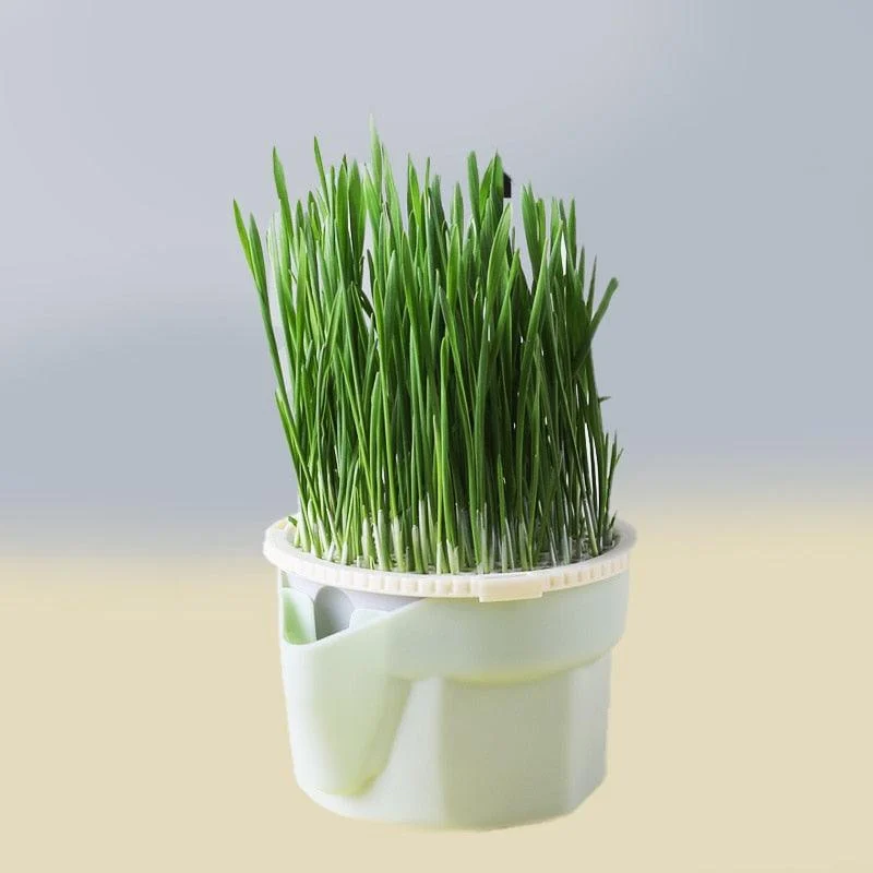Kitty_Grass_Cup_-_-4312826 Kitty Grass Cup -