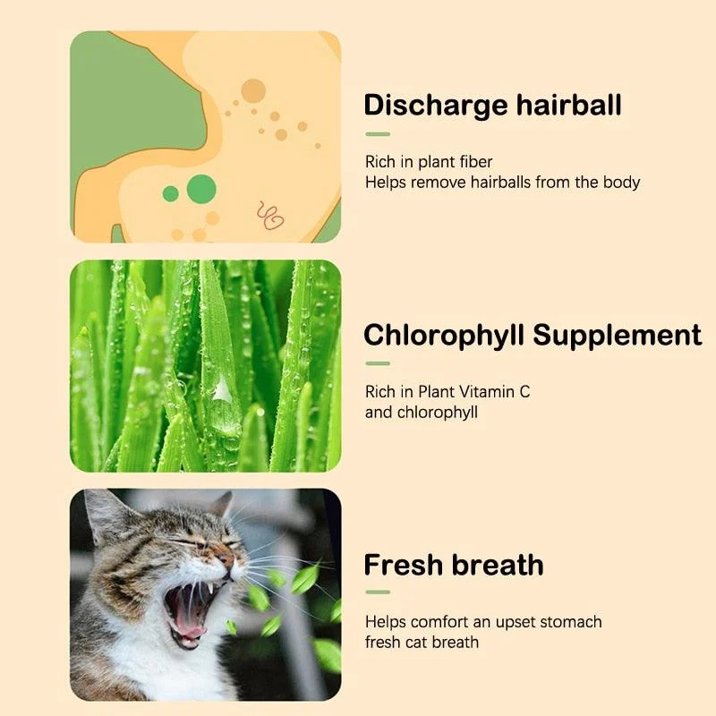 Kitty_Grass_Cup_-_-4312848 Kitty Grass Cup -