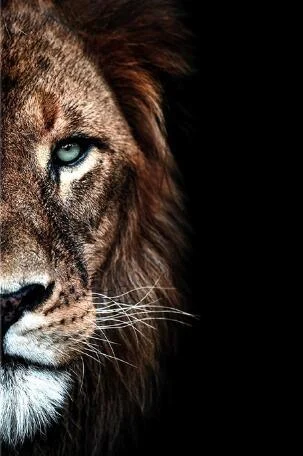 LionandLioness-Homeko4 Lion and Lioness - Homeko