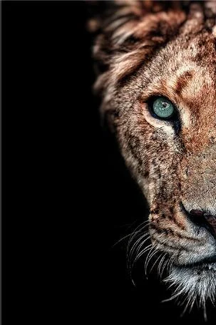 LionandLioness-Homeko5 Lion and Lioness - Homeko