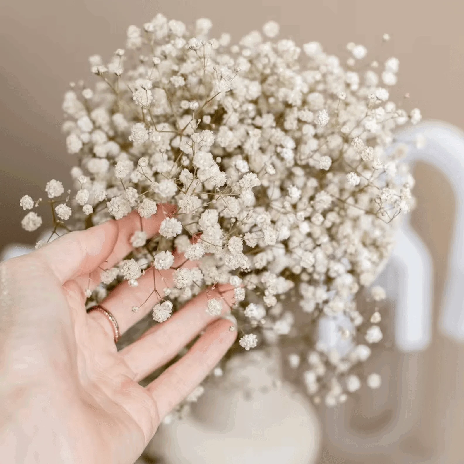 Natural_Dried_Baby_s_Breath_-_-4349648 Natural Dried Baby's Breath -