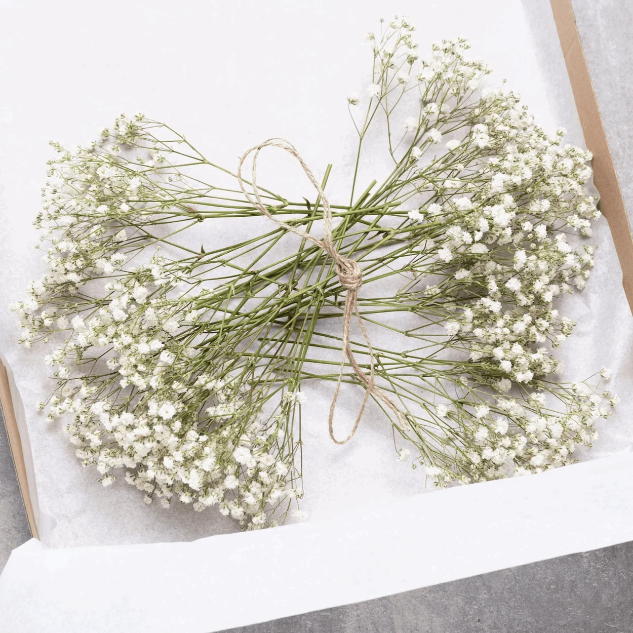 Natural_Dried_Baby_s_Breath_-_-4349657 Natural Dried Baby's Breath -