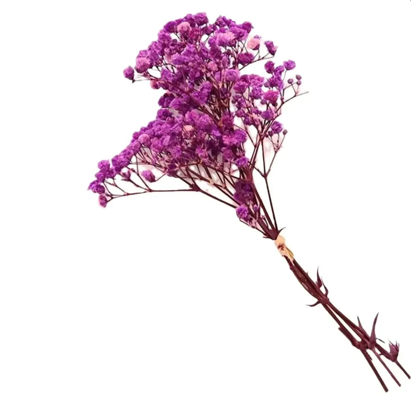 Natural_Dried_Baby_s_Breath_-_-4349666 Natural Dried Baby's Breath -